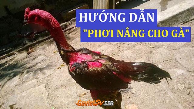 cach chua ga bi om trong 5