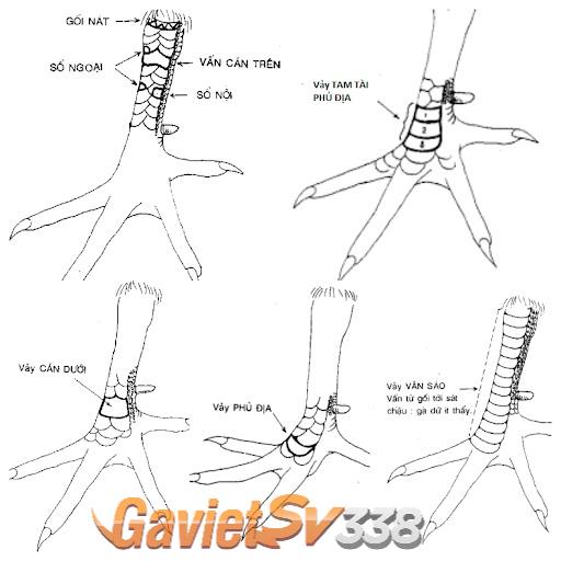 cách xem vảy gà chọi